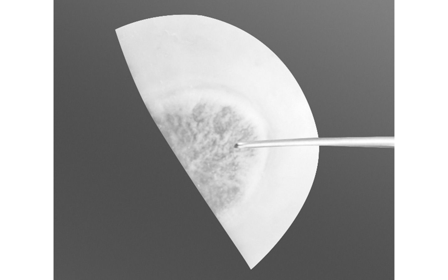 Tutoplast® Clear Cornea with Sclera - half piece
