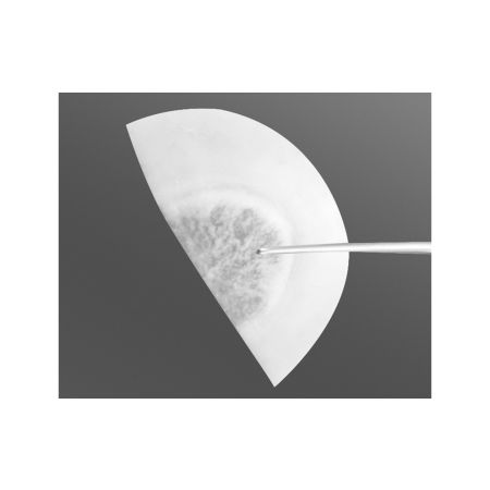 Tutoplast® Clear Cornea with Sclera - half piece